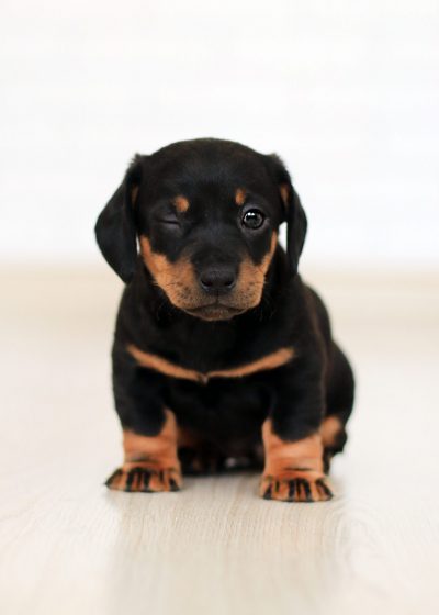 winking-black-and-brown-puppy-2023384